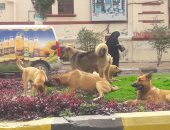 اضبط مخالفة.. انتشار الكلاب الضالة بالشوارع فى بورسعيد