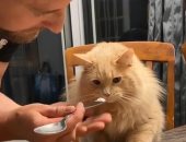 فيديو.. رد فعل قطة أول مرة تأكل أيس كريم على تيك توك