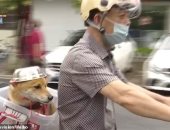بعد غلاء سعر الخوذ وإلزام السائقين.. كلب يرتدى وعاء معدنيا فى الصين.. فيديو