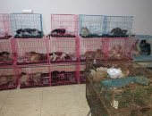 إحنا لسه خلصنا من الخفافيش.. إنقاذ مئات القطط قبل بيع لحومها لمطاعم الصين.. صور