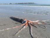 حبار عملاق يبلغ طوله 14 قدما يظهر على الشاطئ في جنوب إفريقيا (صور)