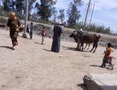 بيطرى كفر الشيخ: تحصين وترقيم 80 ألف رأس من حمى الوادى المتصدع والقلاعية.. صور