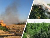 ضبط مزرعة مخدرات بكفر الشيخ بها 150 شجرة بانجو 