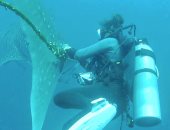 غواص يحاول تحرير سمكة قرش الحوت من حبل فى تايلاند.. صور