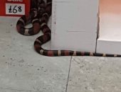 العثور على ثعبان ضخم داخل متجر فى بريطانيا .. صور