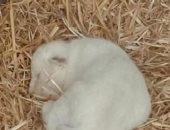 صحيفة: ولادة أول أسد أبيض بإسبانيا فى أسوأ حديقة حيوانات