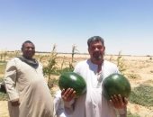 فيديو وصور.. قرية فلسطين بالخارجة تستعيد تفوقها فى إنتاج البطيخ