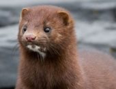 إعدام 11 ألفاً من حيوان "المنك" بالدنمارك خوفا من نقله كورونا للبشر