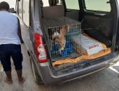 كيف واجه محافظ البحر الأحمر أزمة الكلاب الضالة فى محافظته