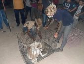 بيطرى البحر الأحمر : استمرار حملات تحصين الكلاب الضالة بالغردقة ..صور