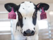 فيروس من غدة الأبقار لتطوير لقاح جديد لـ COVID-19