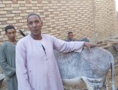 فيديو وصور.. "حنتوكة" أشهر تمرجى لعلاج الحمير والخيول فى محافظة قنا