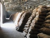 محافظ الدقهلية : توريد 187300 طن قمح بالشون والصوامع حتى الآن