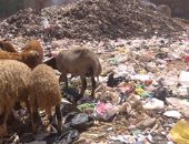 شكوى من انتشار تراكمات القمامة فى أرص البويات بشبرا الخيمة