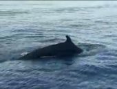 شاهد.. ظهور سرب من الدولفين القاتل الكاذب للمرة الرابعة بالقرب من شواطئ الجونة