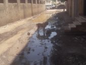 "سيبها علينا".. شكوى من انتشار مياه الصرف الصحى بشارع خالد برعى فى بشتيل