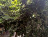 أهالى طنطا يطالبون بتقليم الأشجار لتداخلها مع أسلاك الكهرباء