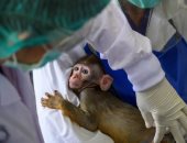 دراسة صينية: القرود المصابة بفيروس كورونا طورت مناعة 28 يوما