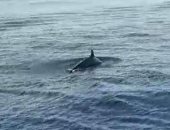 وزارة البيئة ترصد مجموعة من الدلافين النادرة بمياه البحر الأحمر.. فيديو وصور