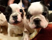 دراسة جديدة لجامعة فيينا تكشف: الكلاب تستطيع تمييز أكاذيب البشر