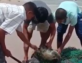 فيديو وصور .. إنقاذ سلاحف بحرية من شباك صيد على شاطئ بالهند