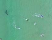 مش شايفين.. راكبو الأمواج يسبحون فوق القرش الأبيض بجنوب أفريقيا.. فيديو وصور