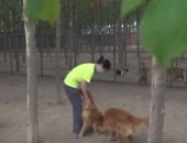 خلال مهرجان لحوم الكلاب.. متطوعون ينقذون كلابا ضالة من الموت "فيديو"