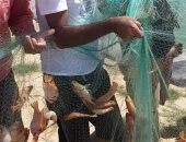 جامعة العريش تبدأ طرح إنتاجها من الأسماك للجمهور غدا