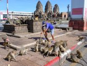 آلاف القرود تحتل شوارع مدينة تايلاندية وتتسبب فى رعب للسكان.. صور