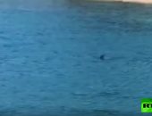 أسماك القرش تسبح بالقرب من سواحل كرواتيا