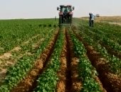 القابضة للغزل: محالج جديدة للقطن قصير التيلة في حالة نجاح زراعته