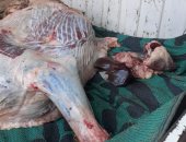 ضبط جزار لذبحه خارج السلخانة وبحوزته أختام مزورة للحوم بالمنوفية 