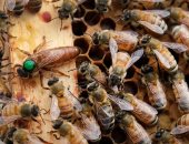 الزراعة: مصر الأولى عالميا فى تصدير طرود النحل الحى