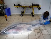 العثور على مئات الدلافين الميتة بعد محاصرتها فى شباك الصيد