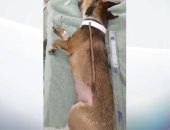 كلب يبتلع عصا طولها نصف طول جسمه ويخضع لجراحة لإزالتها.. صور