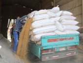 توريد 357 ألف و 990 طن قمح بشون وصوامع بنى سويف والمنوفية 