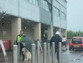  رجل أمن يحمل مظلة لكلب لحمايته من المطر ينال إشادات واسعة