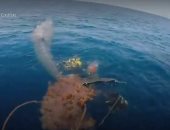 إنقاذ حوت طوله 10 أمتار علق فى شبكة صيد على جزيرة إيطالية.. فيديو