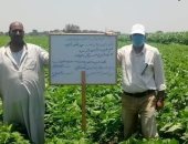 صور ... زراعة الشرقية : لجنة لتفقد الحقول الإرشادية للتوسع فى زراعة المحاصيل الزيتية