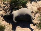 موت غامض لـ350 فيل فى بوتسوانا.. تحركوا فى دوائر ثم سقطوا.. اعرف التفاصيل