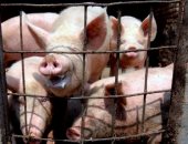 كوريا الجنوبية تسجل زيادة فى حالات الإصابة بحمى الخنازير الأفريقية