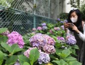  زهور الكوبية الساحرة تتفتح فى شوارع وحدائق طوكيو