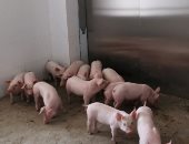 الصين تؤكد تفشي حمى الخنازير الأفريقية في إقليمي سيشوان وخبي