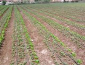 دراسة بجامعة بنها عن تاثير بعض المركبات الأمنة والتسميد العضوى على انتاجية الفرولة للتصدير