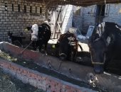 صور ..بيطرى كفر الشيخ: تحصين وترقيم 150 ألف رأس ماشية من حمى الوادى المتصدع 