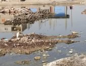 شكوى من غرق شوارع قرية الدميين بمركز فاقوس بمياه الصرف الصحى فى الشرقية