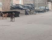 صور.. انتشار الكلاب الضالة تهدد المواطنين بدمياط