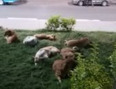 انتشار الكلاب الضالة فى منطقة المشروع الأمريكى مجاورة 4 بحلوان 