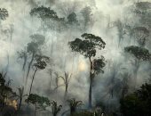 هوس بريطانيا بالأخشاب والجلود يؤثر بشكل كبير على حرائق الأمازون