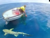 شاب يفاجأ بأسماك القرش تحيط بقاربه فى أستراليا.. شاهد ماذا فعل "صور"